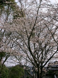 Les bienfaits de la fleur de cerisier - Therapie Familiale