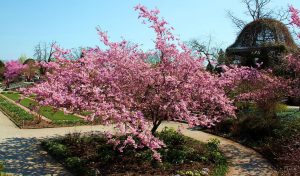 Les bienfaits de la fleur de cerisier - Therapie Familiale